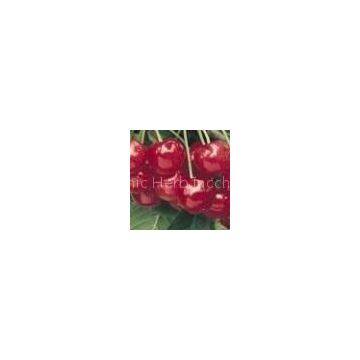 Chaste berry Extract Vitex Agnus Castus Extract
