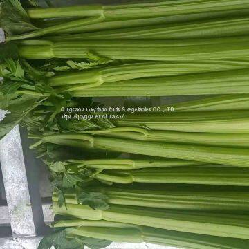 Fresh Celery photo-3