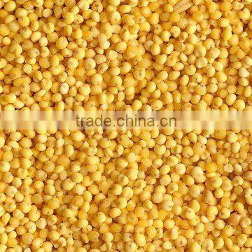 Chinese millet