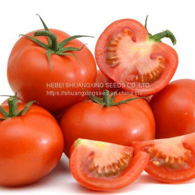 Bright Red Hybrid Tomato Seeds Israel Bonbon Vegetable Seeds photo-2