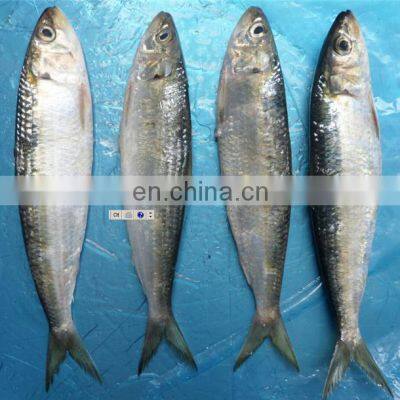 Land Frozen Sardine Price Frozen Sardine Fish for Bait and Canning Sardinella Aurita