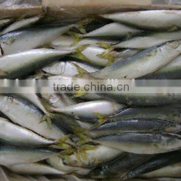 Good quality WR frozen pacific mackerel