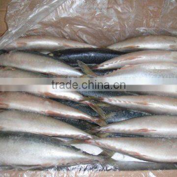 Frozen Mackerel for Bait photo-2