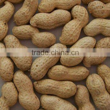 CHINA Roasted Peanut packing 11/13