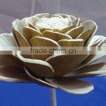 Sola flower for decoration