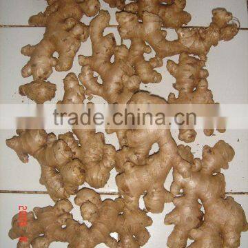 Fresh Ginger at cheap price and good Quality. Dried Ginger also available