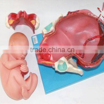 Training Model of Fetal Production Process in the Model of Term Fetus photo-5
