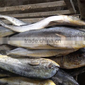 wholesale saefood frozen mahi mahi whole round on sale