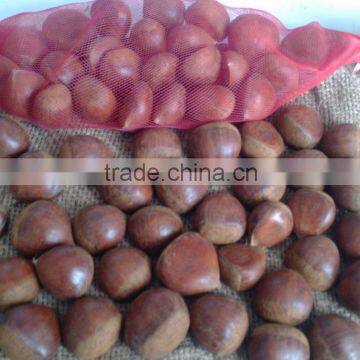 Almond Nuts,Pistachio Nuts,Cashew Nuts,Chestnuts,Hazelnuts,Macadamia Nuts,