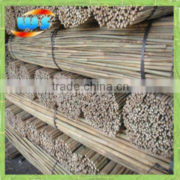 Bambu for plantation plant growing 5'X 8-10mm