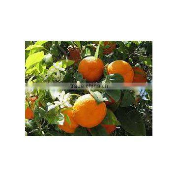 Orange turkish Orange Washington Navel Valencia Late Shamouti