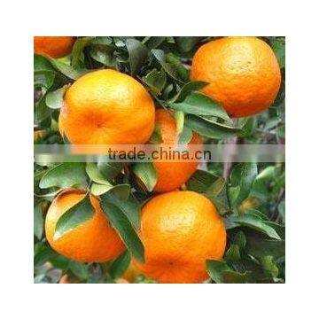 Chinese Mandarin Orange