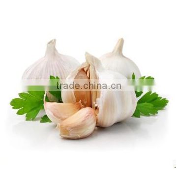 Hot sale fresh Chinese pure normal white garlic supplier price