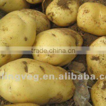 2013 NEW Yellow Sweet fresh holland Potato