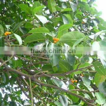 Ficus Altissima