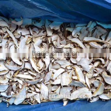non-pollted shiitake mushroom