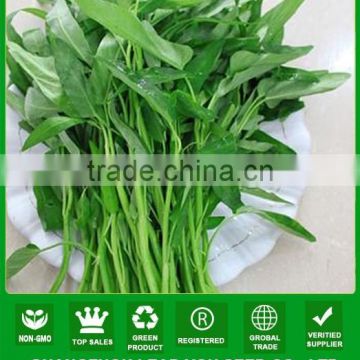 JWS03 Gengmei good quality water spinach seeds for sales