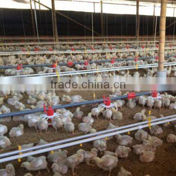 broiler ground raising equipment chicken house