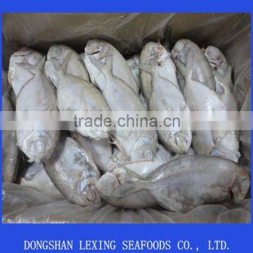 Frozen butterfish,IQF