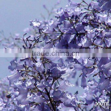 Jacaranda Acutifolia Blue Flower Tree photo-6