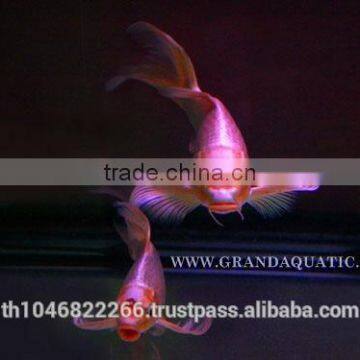 Butterfly Koi Fish For Sale / Aquarium Fish Export photo-6