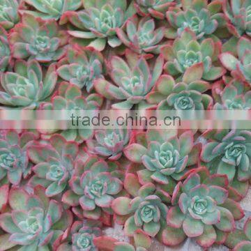 Echeveria Ivy Decorative Plants Echeveria, Succulent Plants, Tropical Plants photo-2
