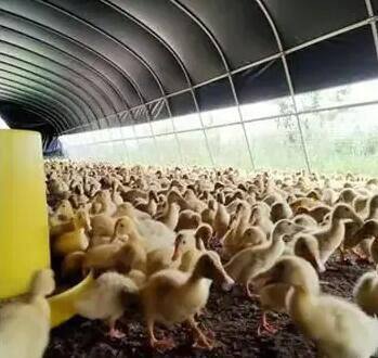 Black White Greenhouse Film Light Deprivation Poly Film Agriculture Blackouts Film