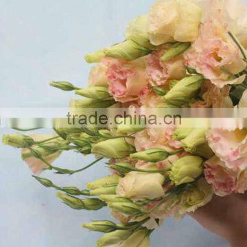 Fashionable classical fresh Champagne Eustoma