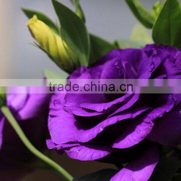 Fashionable stylish wholesale decorative fresh eustoma