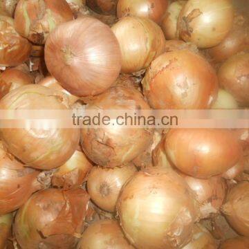 2015 Good Quality of the Onion With Best Price photo-3