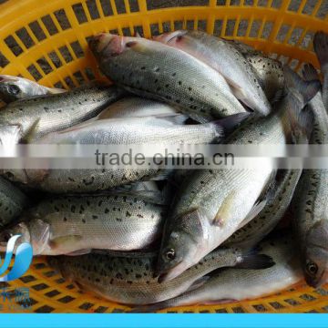 FROZEN FRESH SEA BASS FISH/SEA BASS FILLET