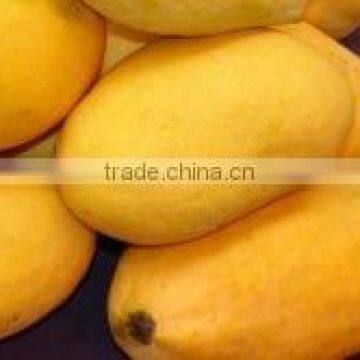 Fresh Pakistani Mango With Approved EU Quality Standards photo-2