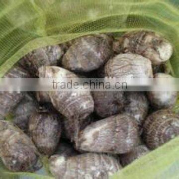 New Crop Taro Balls With Competitive Export Price