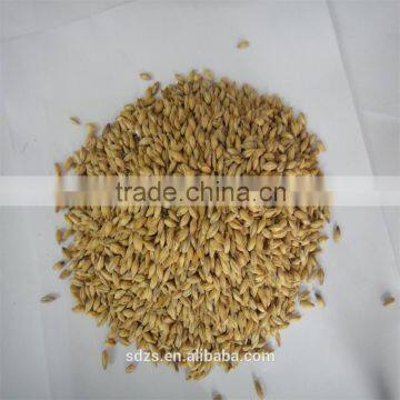 specification feed barley of Australia origin