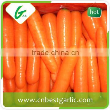 Fresh carrot exporter from china