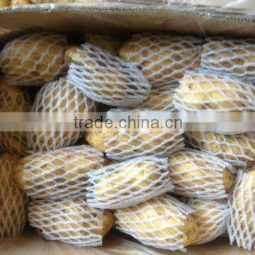 Holland Fresh Potato With Cheap Price Importer in Malaysia photo-3