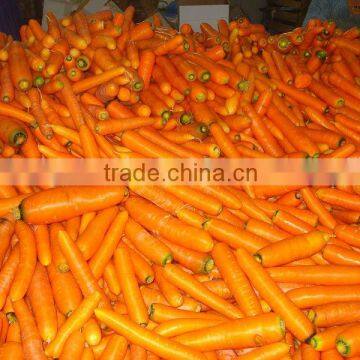 new crop of Carrot