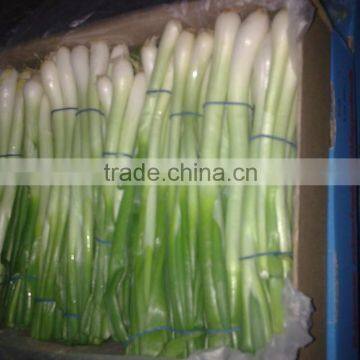 Egyptian spring onion