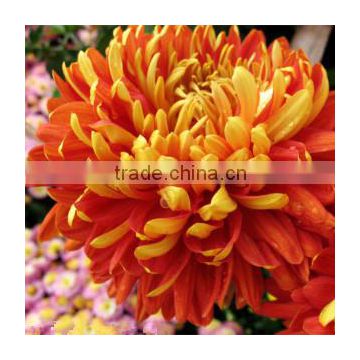 High Quality Chrysanthemum cut flower seeds for sowing