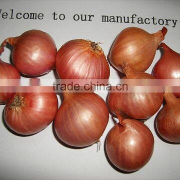 Authenticated GAP/ HALAL New Crop Fresh Pear Onion