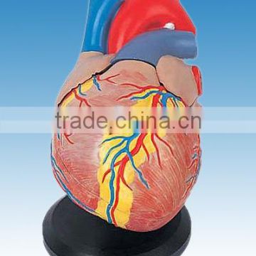 Life-size plastic Human Heart Model for sale anatomy model