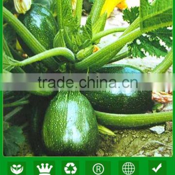 MSQ09 Tuobi dark green round squash seeds, hybrid zucchini seeds company