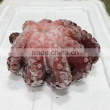 Frozen Octopus photo-2