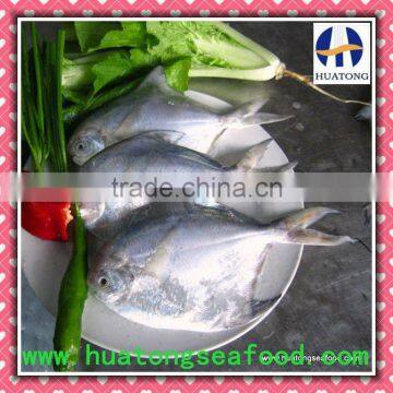 Frozen Silver Pomfret