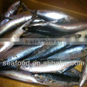 frozen white belly pacific mackerel