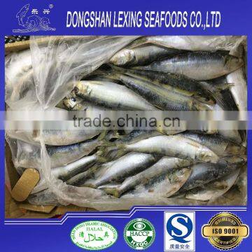 Frozen sardine for fishing bait