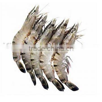 Black Tiger Prawn photo-3