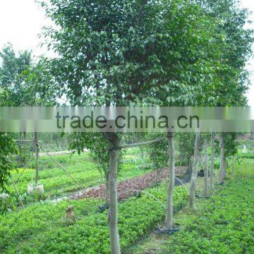 Ficus Benjamina photo-5