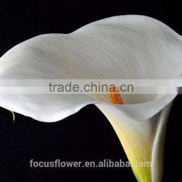 2017 Hotsale Fresh Cut Calla Lily Artificial Calla Lilies Wholesale