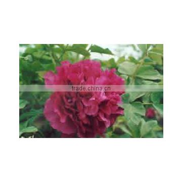 Herbaceous Peony Plant Root Chun Hong Jiao Yan